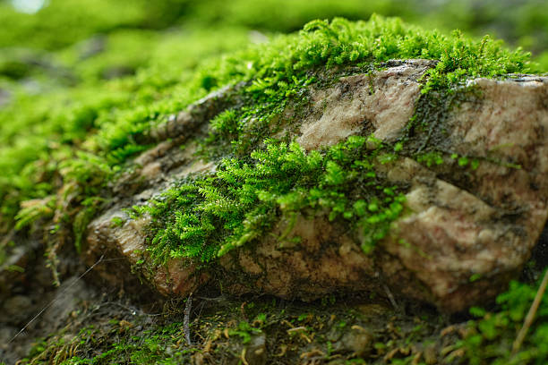 Detailed Macro View of Vibrant Green Moss Growing on a Textured Stone Surface