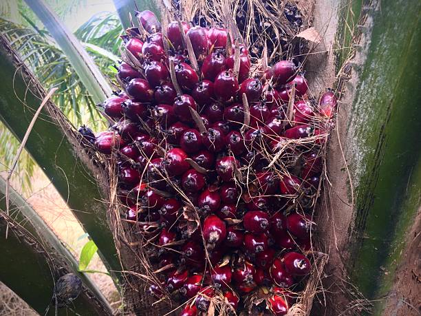 istock Palm Oil at Kalimantan Plantation 2232806077