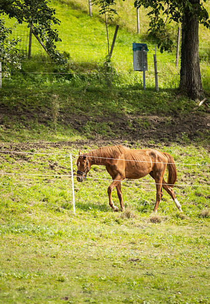 Beautiful domestic horse is walking  on meadow in farm.