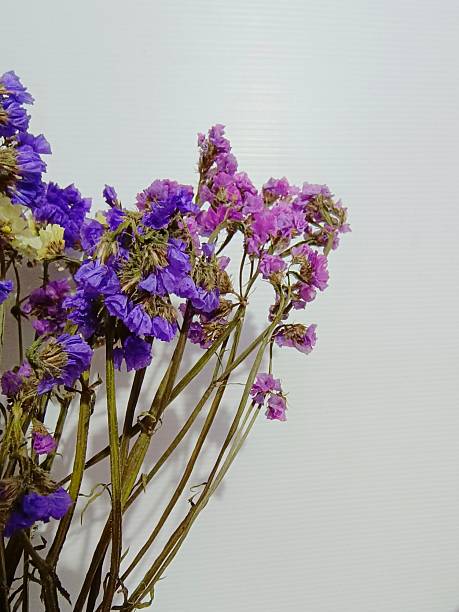 istock A vibrant arrangement of colorful flowers against a plain white backdrop, emphasizing their fresh and natural beauty 2232806217