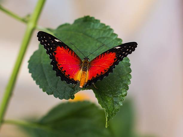 Makro Aufnahme von einen schönen Cethosia Falter