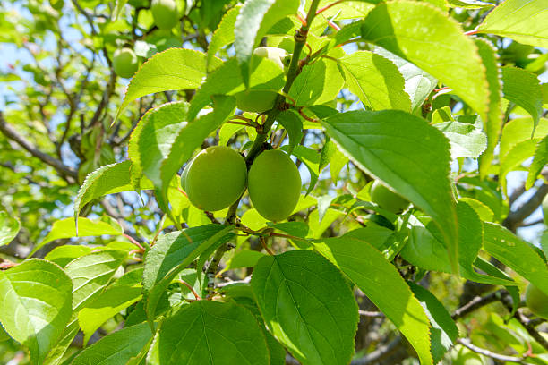istock Unripe Japanese Plums on Branches 2232808206