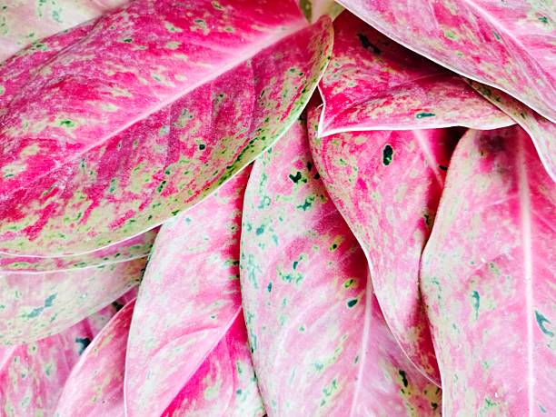texture of red aglaonema leaves in the garden