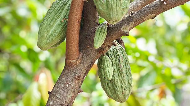 istock Cocoa tree with ripe cocoa pods. 2232811967