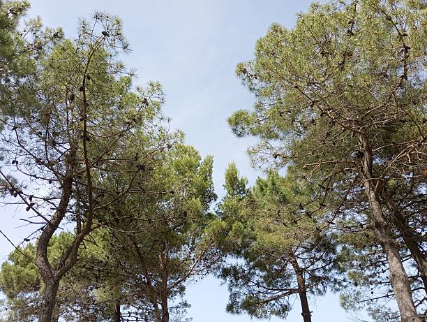 Beautiful Nature in Big Beach of Ulcinj