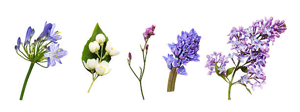 istock Set of flowers and buds (agapanthus, jasmine, limonium, lilac, hyacinth) isolated 2232812658