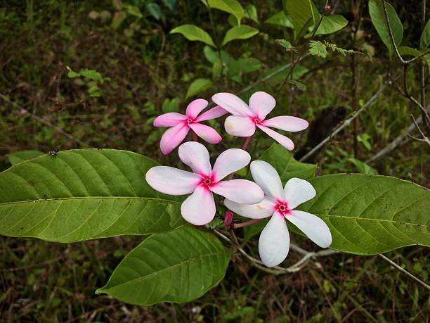 istock Kopsia Fruticosa Flower in Bloom 2232813898