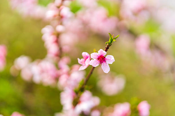 peach blossom