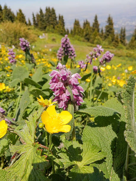 istock bright flowers in the summer sun rays 2232816125