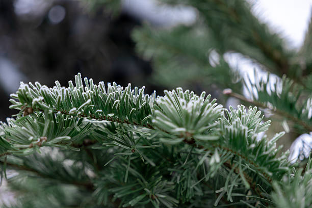 frosty pine branches with delicate ice crystals in a serene winter forest close-up