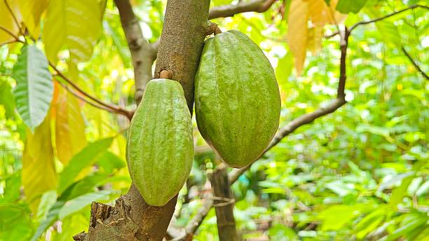 istock Cocoa tree with green cocoa pods. 2232818775