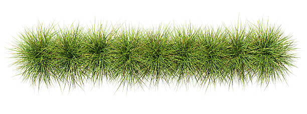 istock Top view farming grassy row realistic on white backgrounds 3d render 2232819345