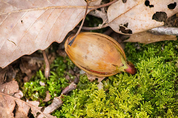 The fruit (or nut) of an oak tree (Quercus Robur) is beginning to Sprout, sending its root below a green bed of moss (Hypnum cupressiforme.) There are brown fallen leaves surrounding the image.