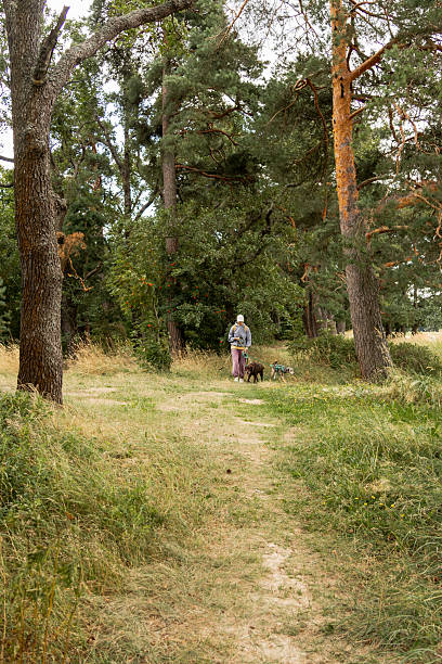 istock person walks two dogs on path in forest or park. Pet training with handler, professional dog walker. 2232822207