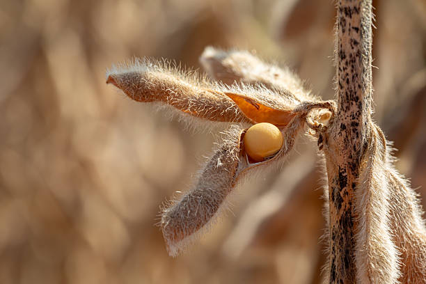 istock Soybean pod shattering with seed exposed during harvest. 2232823169
