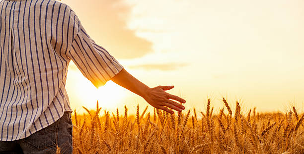 istock Woman's arm over wheat in rural field at sunset 2232824846