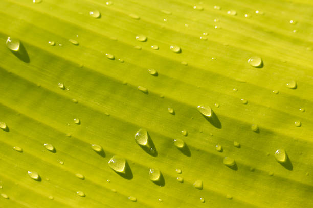 Closeup surface of a young banana leaf with glittering raindrops after raining