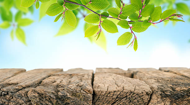 Nature background with bright green spring leaves hanging above a rustic wooden table. The blurred blue sky and sunlight create a fresh, vibrant, and natural atmosphere, ideal for eco-friendly, organic, seasonal, or wellness concepts.