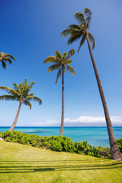 istock Beautiful Maui landscape in Hawaii 2232826420