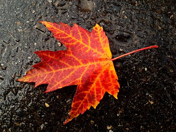 Close-up of a fiery red maple leaf with clearly visible veins lying on wet black asphalt, creating a striking natural contrast between vivid autumn colors and dark textured background