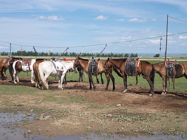 istock Horses in grassland of Inner Mongolia, China 2232827782