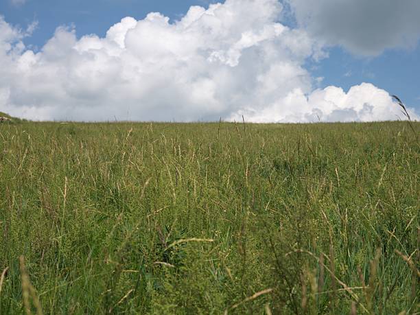 Natural grasslan and forests in Inner Mongolis, China