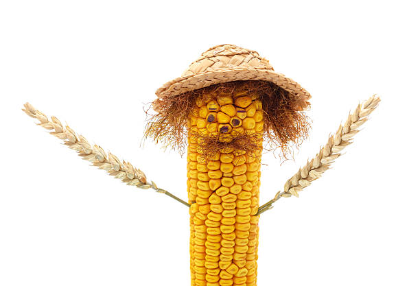 Creative corn cob decorated with straw hat, mustache and beard made of silk fibers, holding wheat ears as hands. Concept of harvest, farming, agriculture and food art.