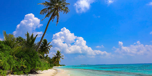 istock Panorama view of tropical beach with coconut palm trees as white sand beach background 2232830121