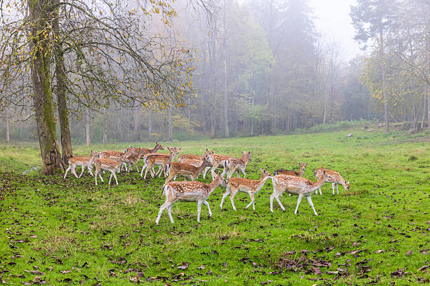 istock Fallow deers in forest meadow with autumn fog 2232830523