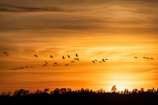 istock Cranes flying in a beautiful sunset at spring 2232830670