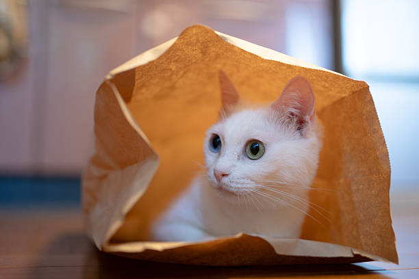 istock Cat in a paper bag 2232830719