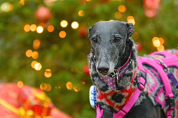 A charming close-up captures a grey Italian Greyhound wearing a pink harness and patterned sweater, sitting attentively before a softly blurred Christmas tree adorned with warm lights. A glimpse of a wrapped gift hints at the festive season. The dog's gentle expression and the cozy holiday setting create a heartwarming and inviting image, perfect for conveying themes of companionship and festive cheer.