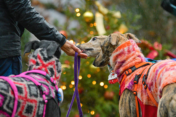 Two greyhound dogs dressed in colorful winter coats stand proudly in front of a decorated Christmas tree outdoors. Soft lighting illuminates the festive scene, with gentle rain or snow adding a cozy touch. A partially visible person holds a leash and interacts affectionately with one of the dogs, who licks their hand, capturing a heartwarming holiday moment of companionship and pet care.