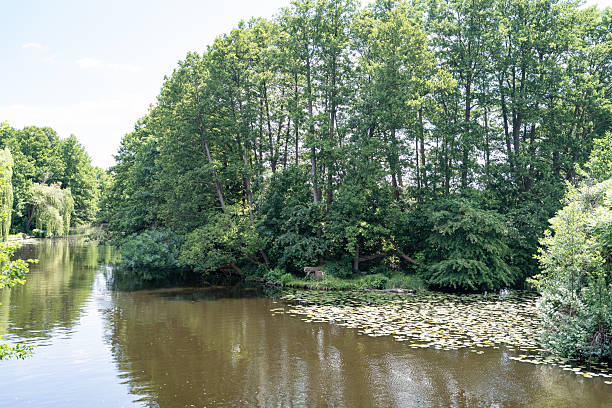 istock Tranquil River Scene with Lush Green Trees and Water Lilies 2232831939