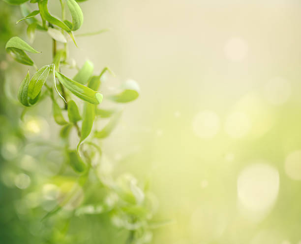 istock light green background with leaves and copy space 2232833800