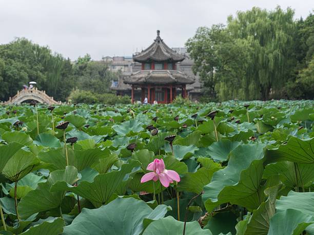 istock The Ancient Lotus Garden in Baoding city, Hebei, China 2232834049