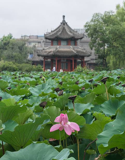 istock The Ancient Lotus Garden in Baoding city, Hebei, China 2232834072
