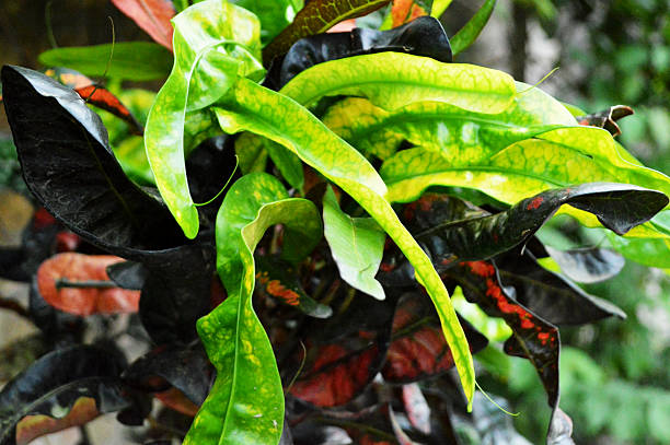 istock Vibrant tropical foliage featuring multicolored leaves in a close-up view 2232835559