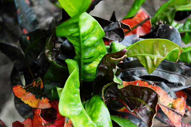 istock Vibrant tropical foliage featuring multicolored leaves in a close-up view 2232835560