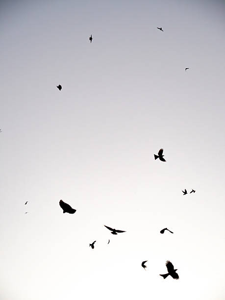 istock Flock of Birds in Flight 2232837080