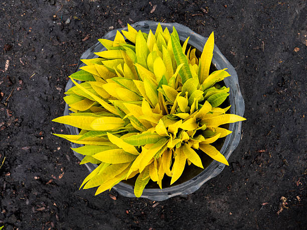 Vibrant yellow and lime green leaves of a Croton plant (Codiaeum variegatum) fill a dark gray pot, set against rich, dark soil. This overhead shot captures the striking color and texture of this popular ornamental plant, ideal for adding a tropical touch to gardens, landscapes, or interior spaces