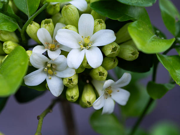 istock The Fragrant White Kamini Blooms 2232837361