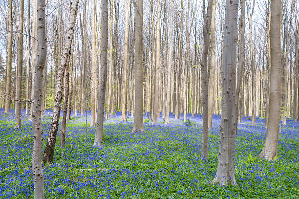 istock Nature in East Flanders 2232837674