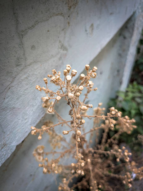 istock Dried Plant with Seed Pods Against Wall 2232842181