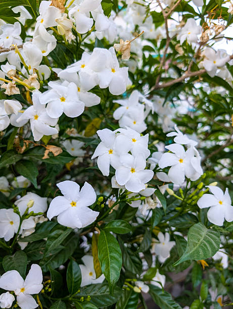 istock White Jasmine Flowers in Bloom 2232842449