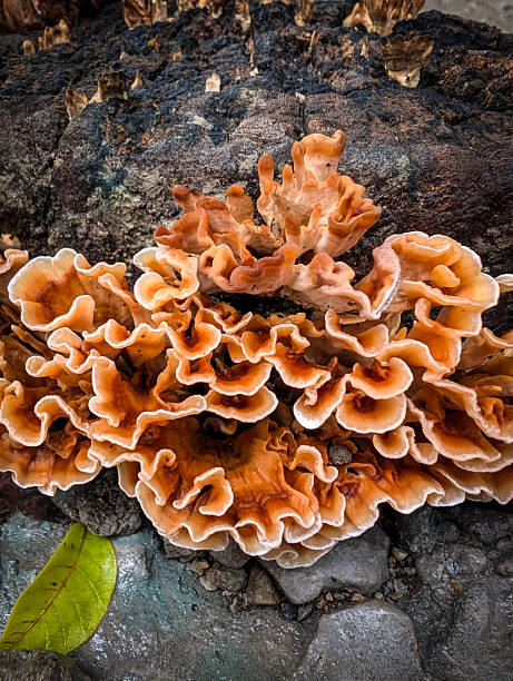 istock Stereum hirsutum (Hairy Curtain Fungus) Coral-Like Mushrooms on Tree Stump 2232842988