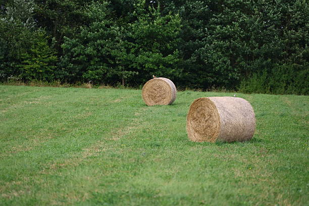 two large round hay bales on a freshly mowed green meadow in the Czech countryside, with a bird sitting on one of them. Dense forest in the background.