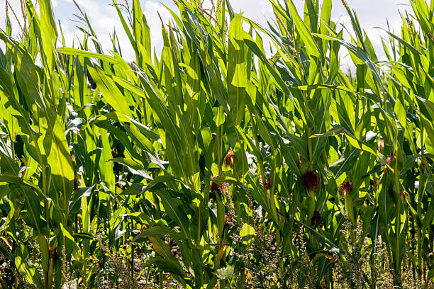 Green cornfield, close up of lower part of corn near the ground