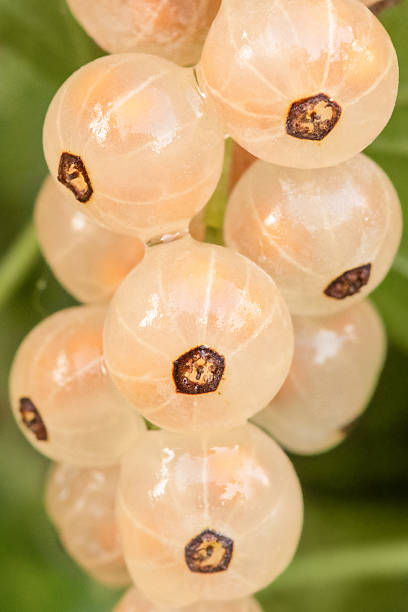Ripe white currant on a bush after rain, macro photo
