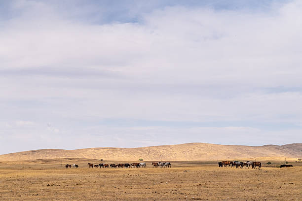 istock Horses roaming the Kazakhstan steppe 2232847138